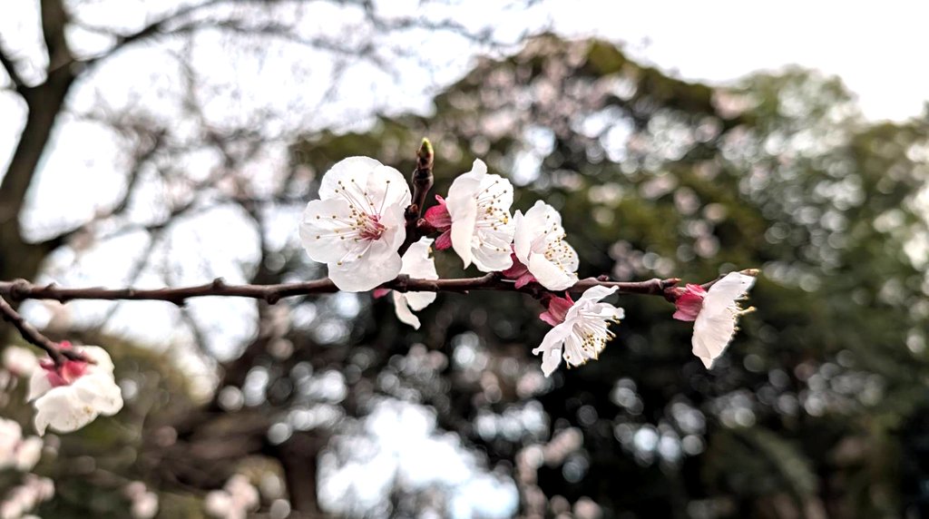 2026上野公園櫻花開花特寫