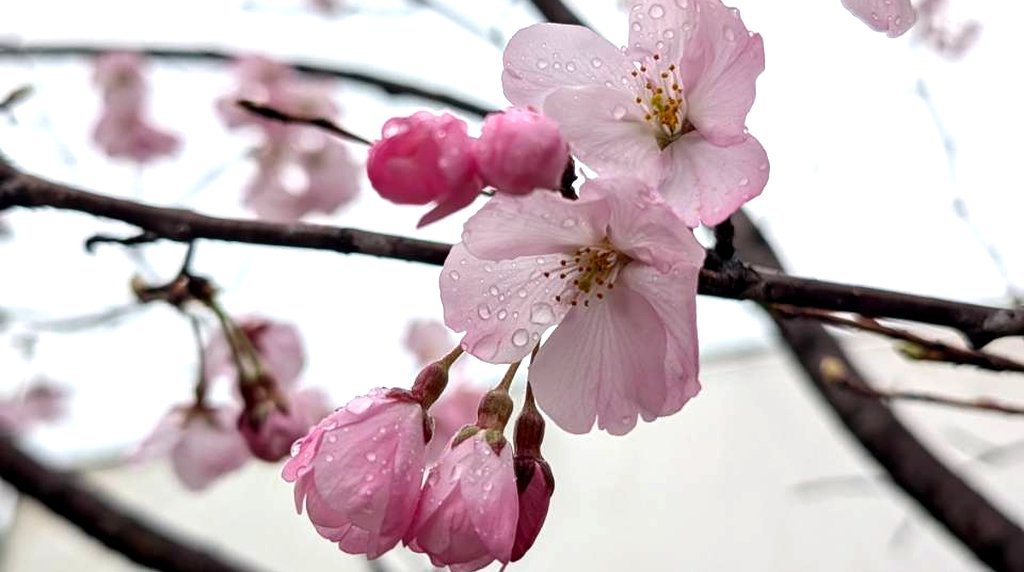 大阪城公園滿開櫻花