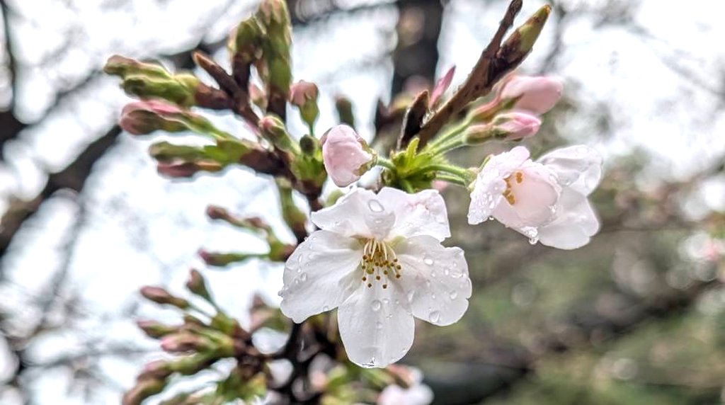 京都清水寺夜間櫻花點燈