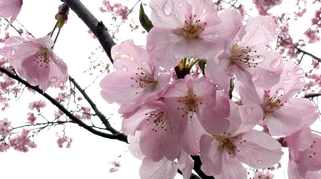 2026東京飛鳥山公園櫻花特寫