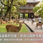 【奈良公園餵鹿完全攻略】鹿仙貝怎麼買?最佳時段、注意事項與關西伴手禮代購全指南